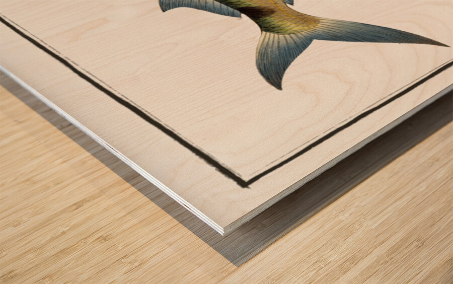 Under-Sword-Fish Esox brasiliensis Wood print