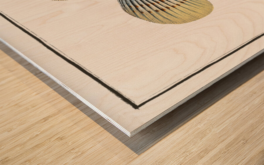 Great-scaled Umber Sciaena macrollpidota Wood print