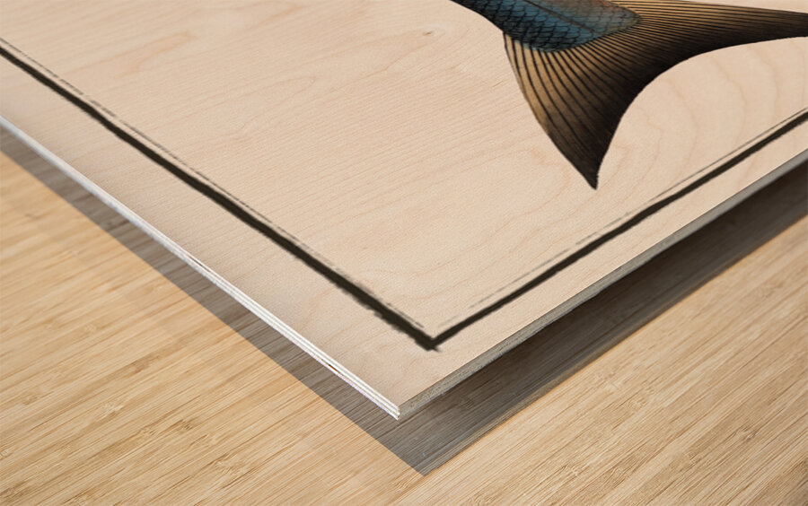 Plumiers Umber Sciaena Plümieri Wood print