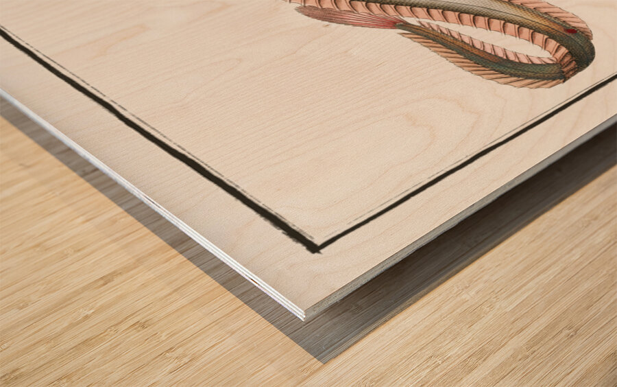 Band-Fish Cepola Tænia Wood print