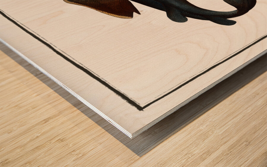 Angel FIsh Squalus Squatina Wood print