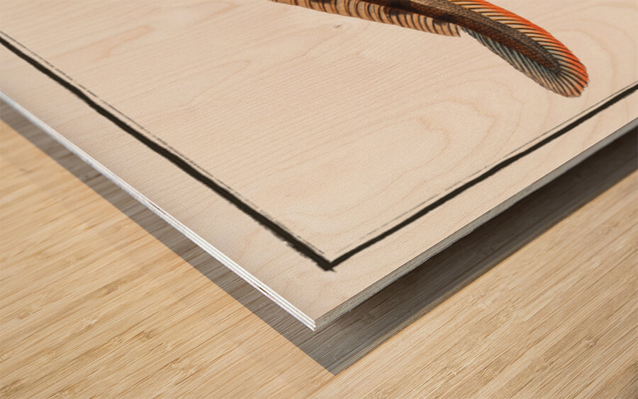 Viviparous Blenny Blennius Viviparus Wood print