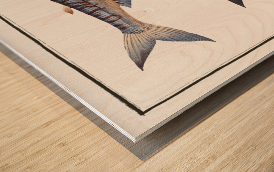 1. Sea-Lizard Salmo Saurus 2. Sea-Sparrow-Hawk Salmo foetens Wood print