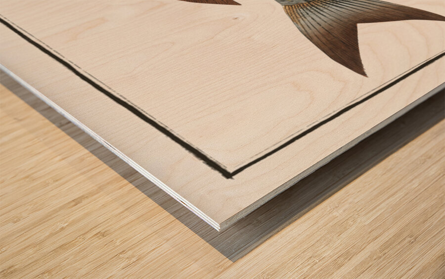 Goldlin Sparus Salpa Wood print