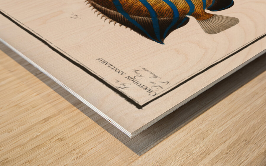 1. Chaetodon octofasciatus 2. Chaetodon annularis Wood print