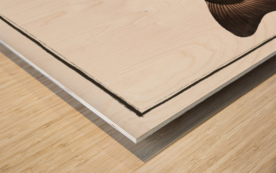 Horned Silure Silurus militaris Wood print