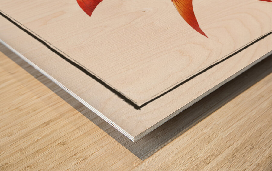 Welshman Holocentrus Sogo Wood print