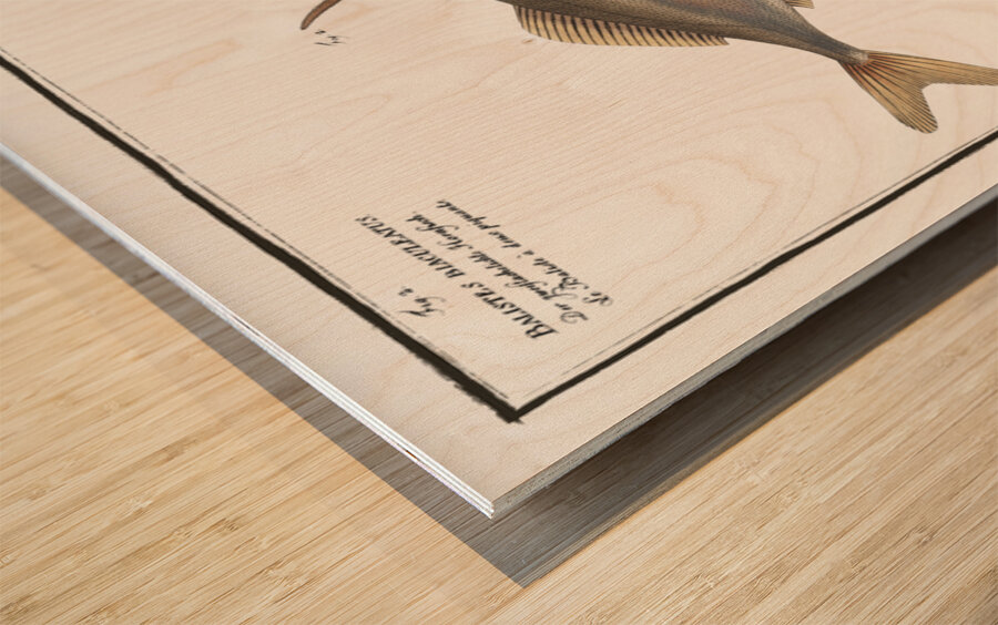 1. Little Old-Wife Balistes Tomentosus 2. Short-nosed tripod fish Balistes biaculeatus Wood print