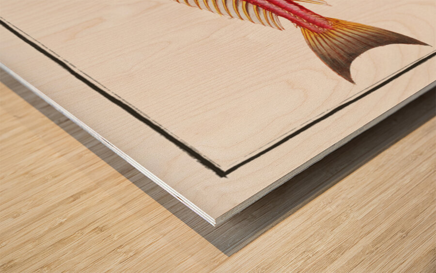 Rochet Trigla cataphracta Wood print