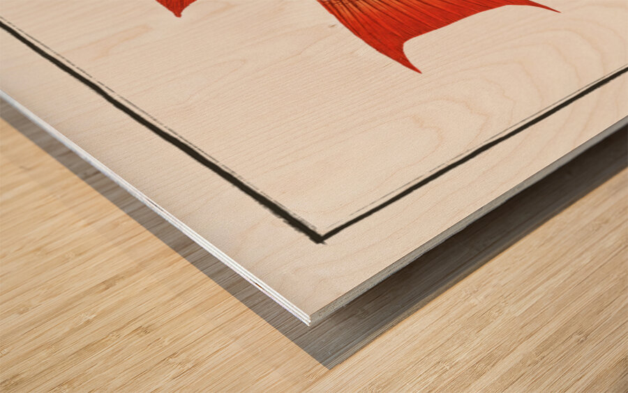 Sea Boar Lutianus Vrres Wood print