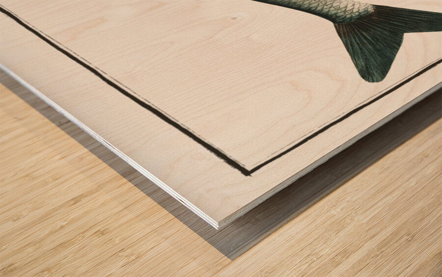 Vimba Cyprinus Vimba Wood print