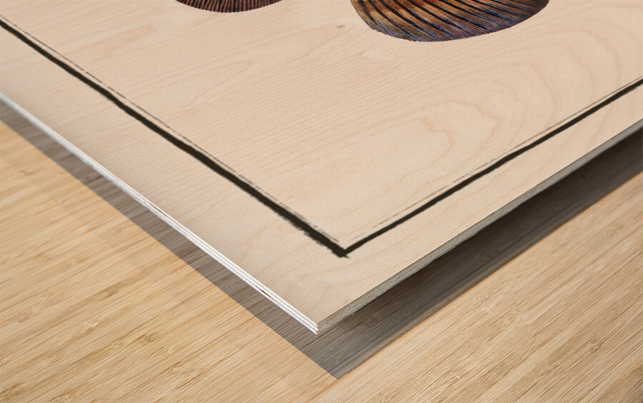 Holocentre of Surinam Holocentrus surinamensis Wood print