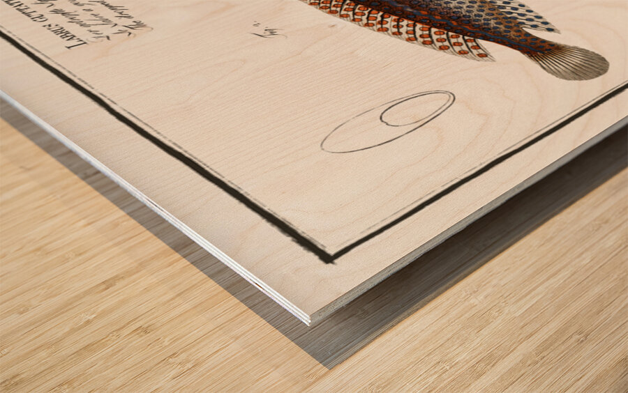 1. Rainbow-fish Labrus Julis 2. Dropped Wrasse Labrus Guttatus Wood print