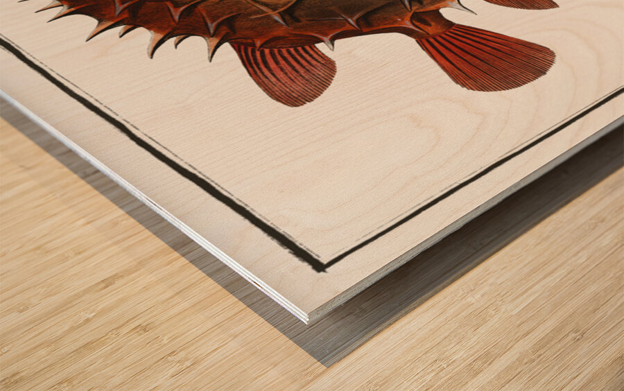 Prickly Bottlefish Diodon orbicularis Wood print