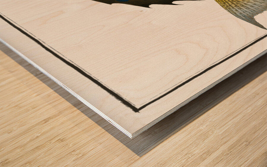 Flying-Fish Trigla volitans Wood print