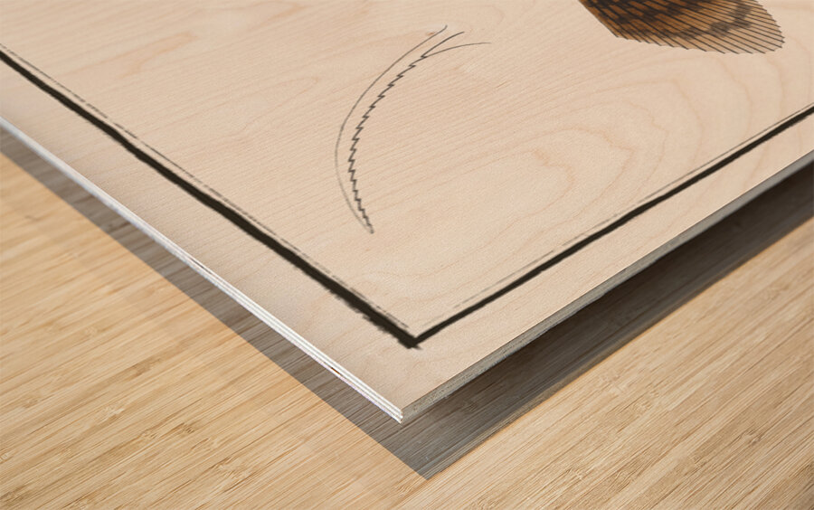 Mingo Balistes Monoceros Wood print