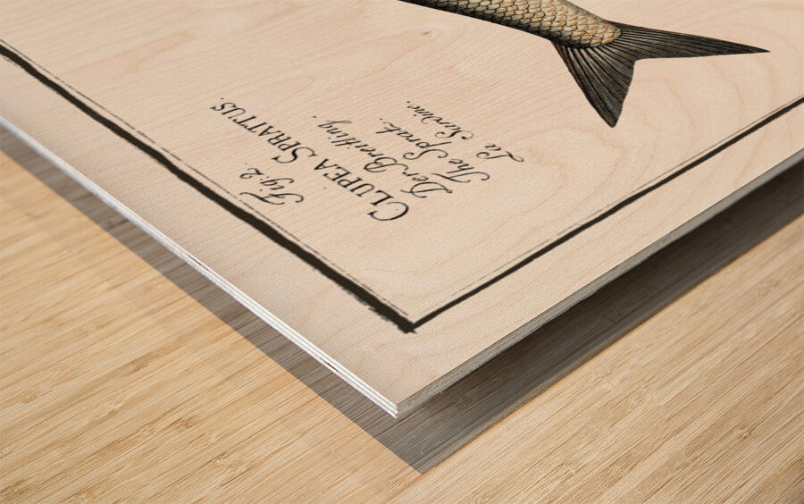 1. Herring Clupea Harengus 2. Sprat Clupea Sprattus Wood print