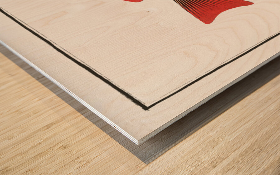 Five-striped Holocentre Holocentrus quinquelineatus Wood print