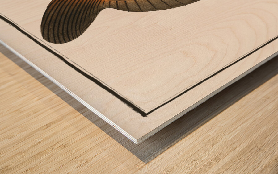 Sun-fish Diodon Mola Wood print