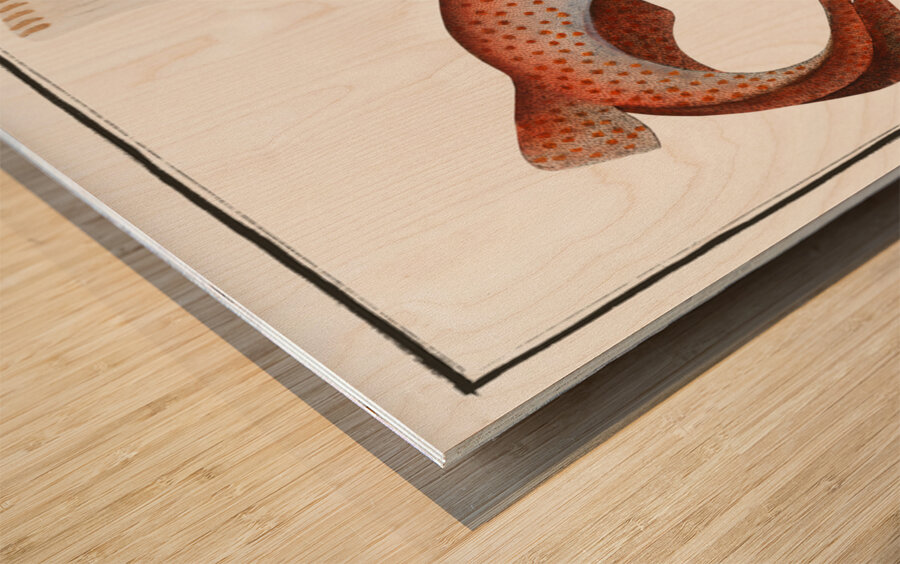 Lesser Rough Flound Squalus Catulus Wood print