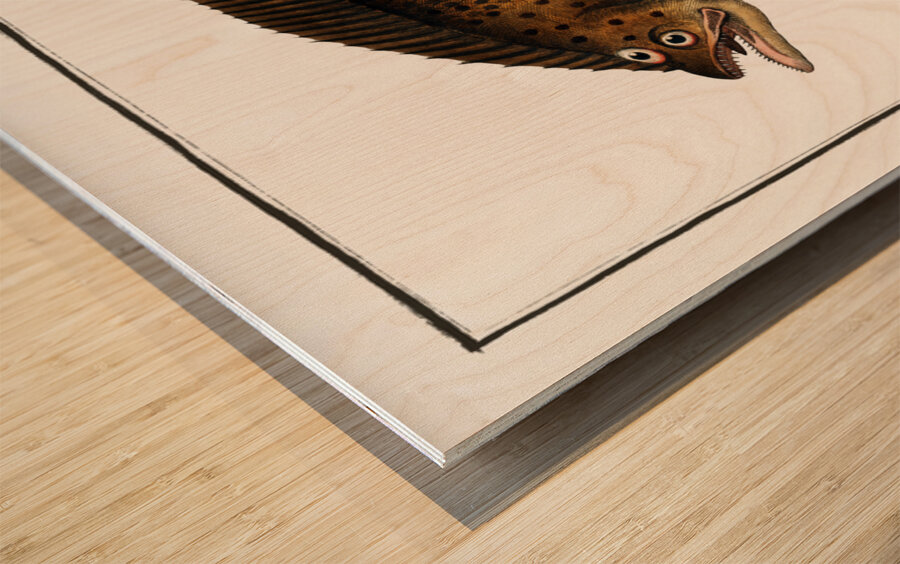 Pleuronectes macrolepidotus Wood print