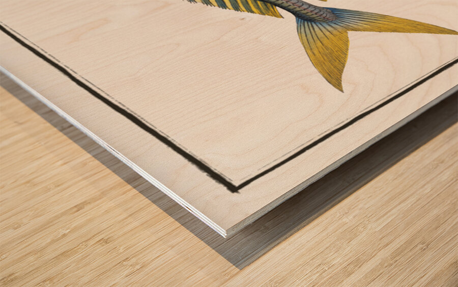 Plumiers Mackrel Scomber Plumieri Wood print