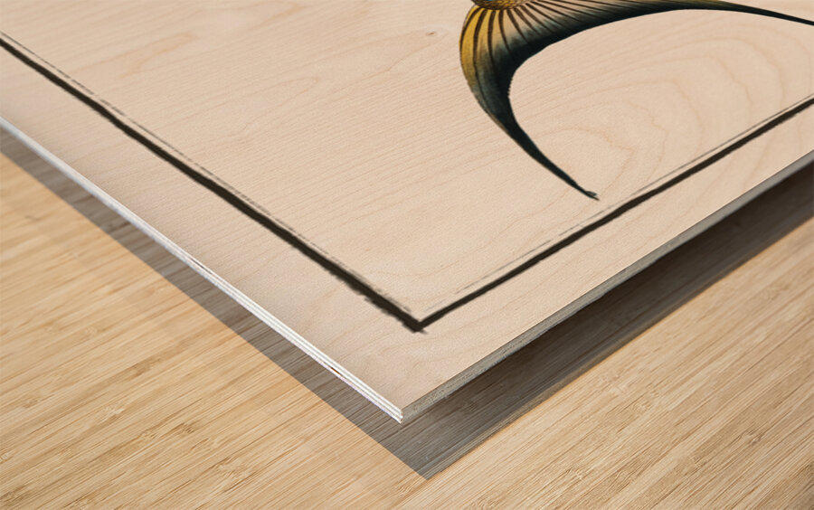 Sea Pea-Cock Coryphaena Plumieri Wood print