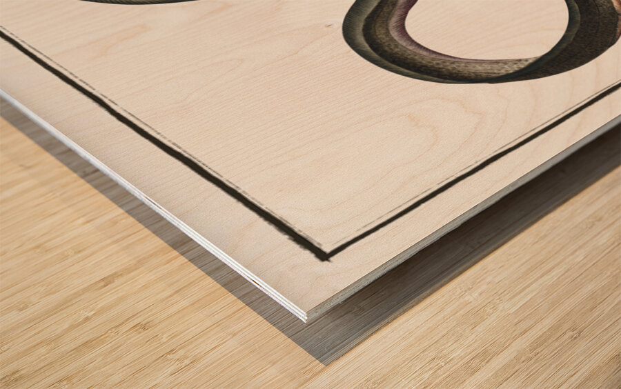 Eel Muraena Anguilla Wood print