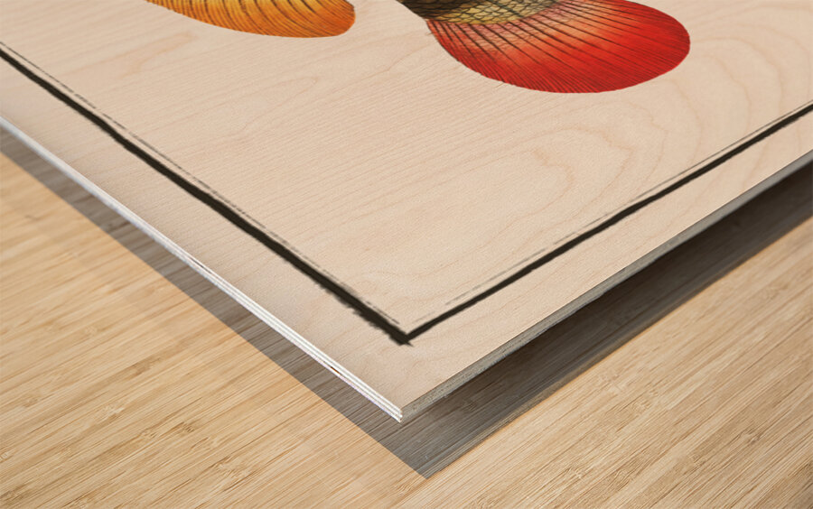 Johns Grunt Anthias Johnii Wood print