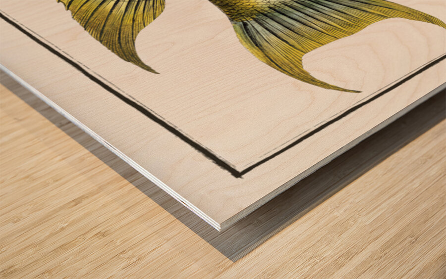 Sparus falcatus Wood print