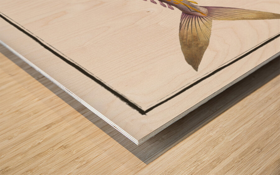 Kings fish Scomber regalis Wood print