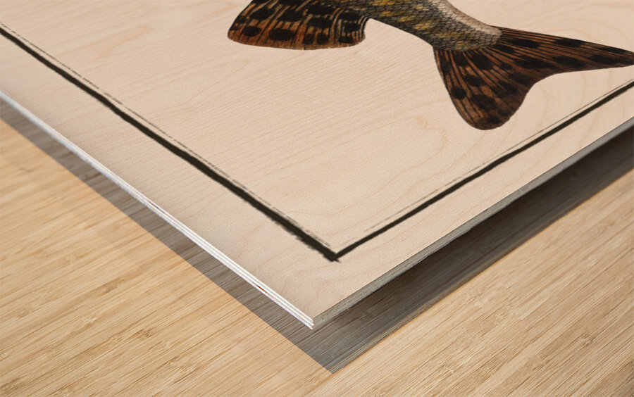 Pike Esox Lucio Wood print
