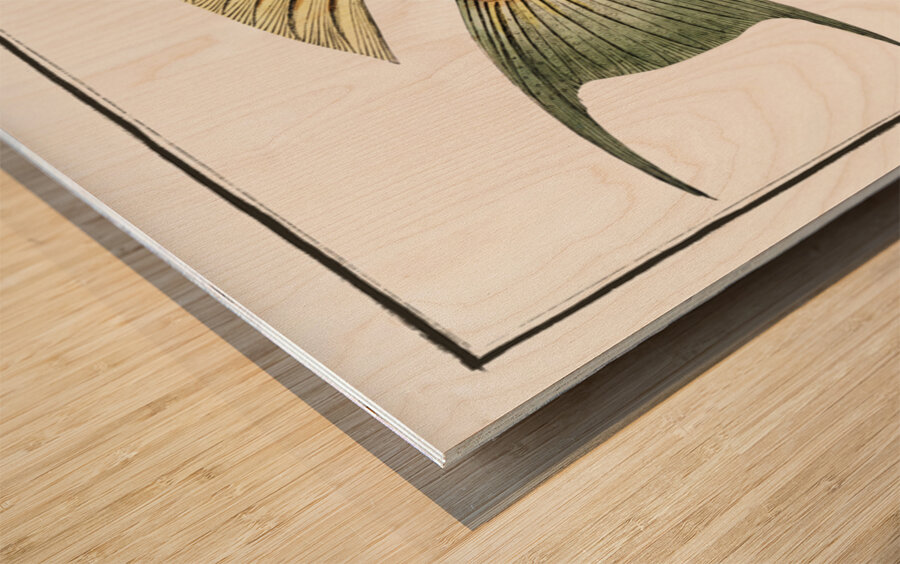 Sparus Chlorourus Wood print