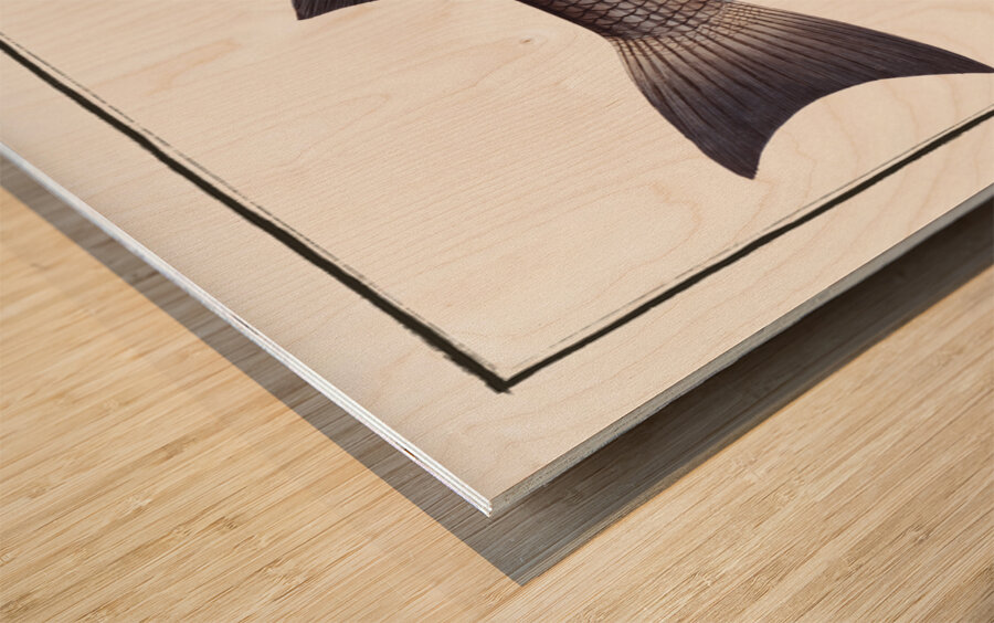 Mullet Mugil cephalus Wood print