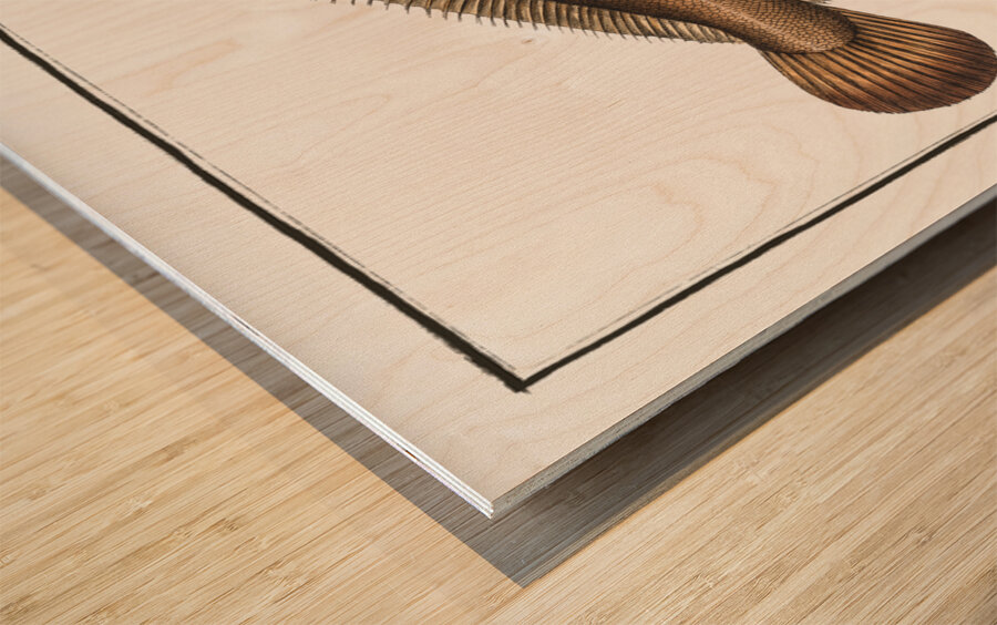 Sole Pleuronectes Solea Wood print