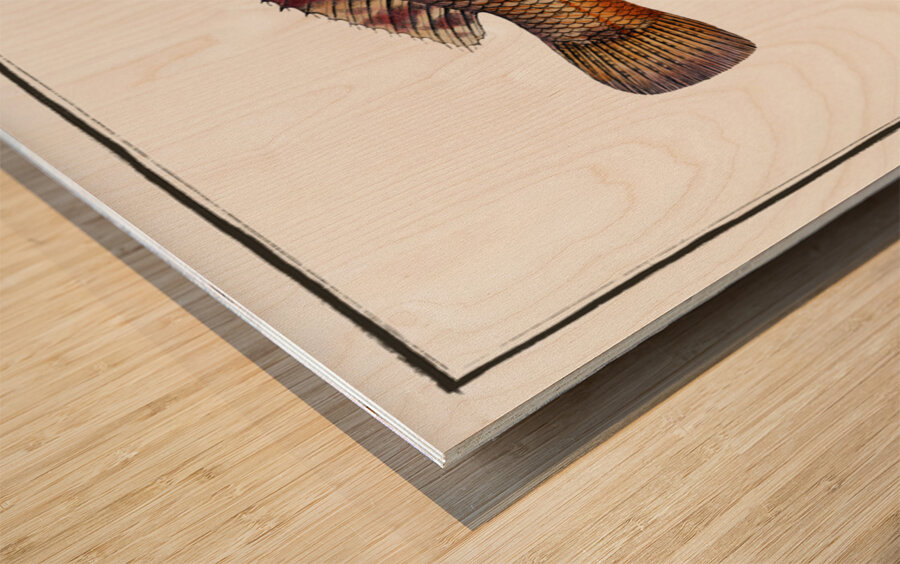 Norvegian Lutian Lutianus Norve Wood print