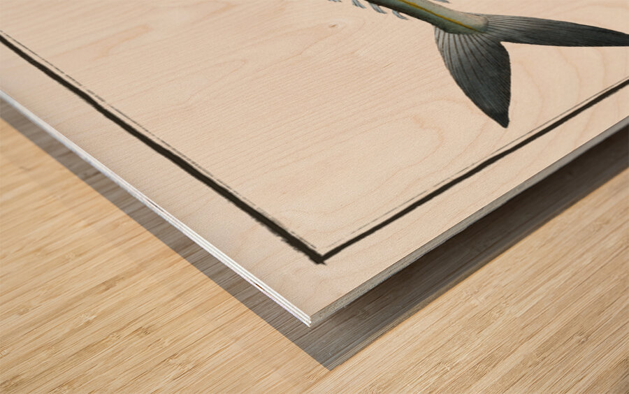 Jumper Scomber Saliens Wood print