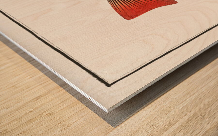 Red-fin Lutjanus erythropterus Wood print