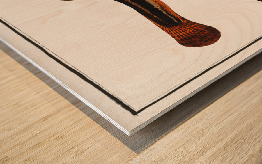 1. Muddy-Loach Cobitis Fossilis 2. Ribban-Loach Cobitis Taenia 3. Bearded-Loach Cobitis Bartula Wood print