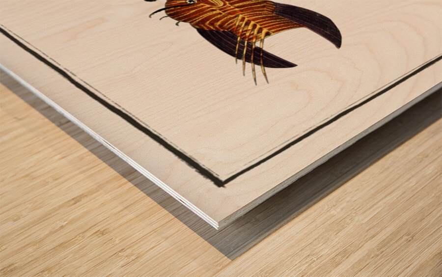 Scorpaena volitans Wood print