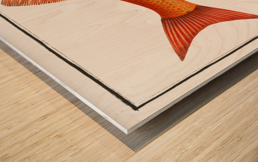 Orf Cyprnus Orfus Impression sur bois