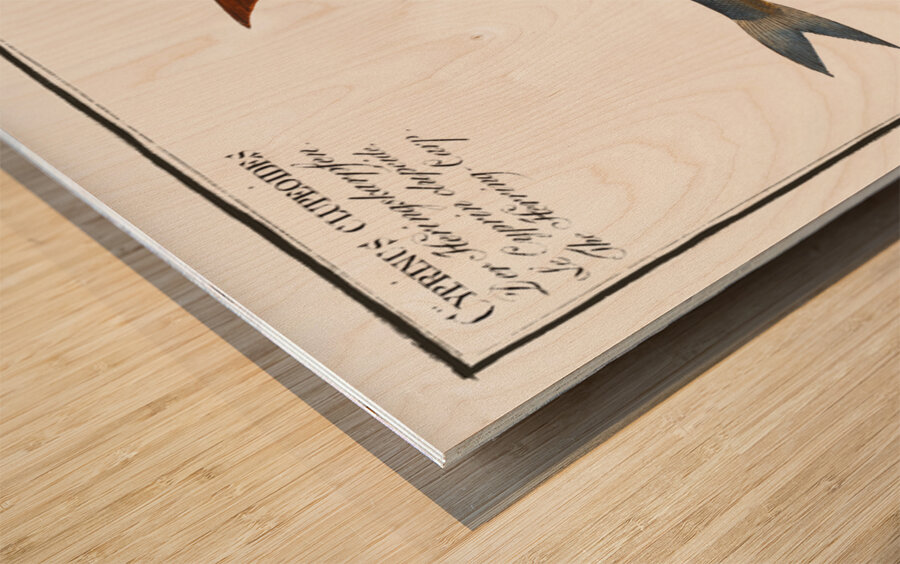 1. Silver-striped Herring Clupea atherinoides 2. Herring-Carp Cyprinus clupeoides Wood print