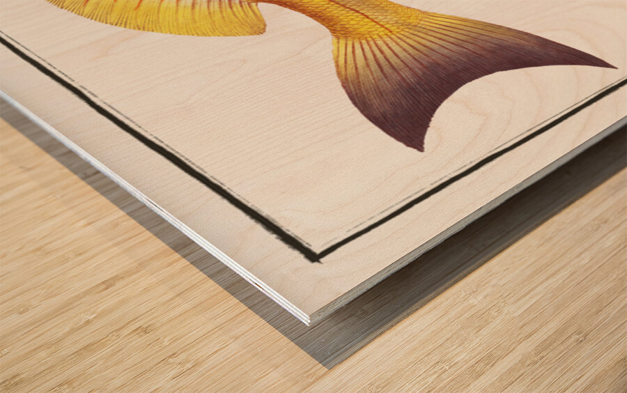 Goggle-eyed Grunt Anthias macrophthalmus Wood print