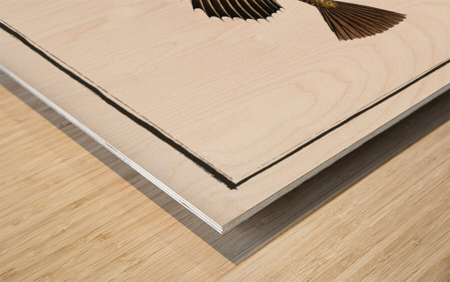 Horned Bull-Head Cottus Quadricornis Wood print