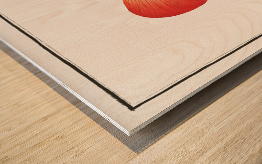 Red Wall-eye Epinephelus ruber Wood print