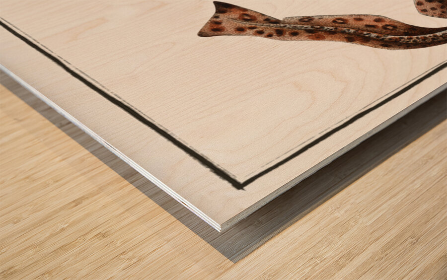 Bounce Squalus Canicula Wood print