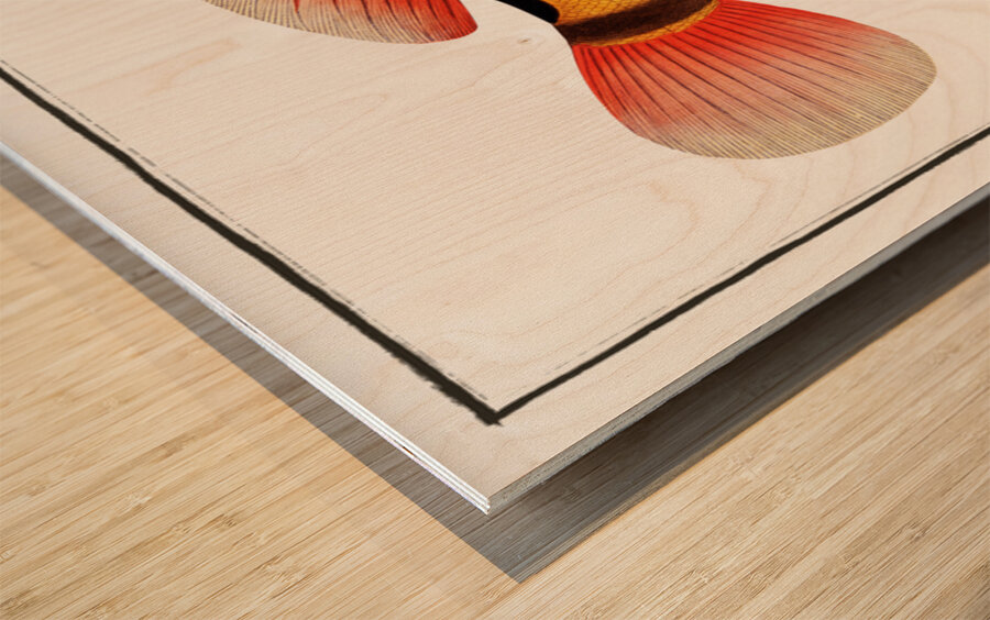 Streaked Grunt Anthias striatus Wood print