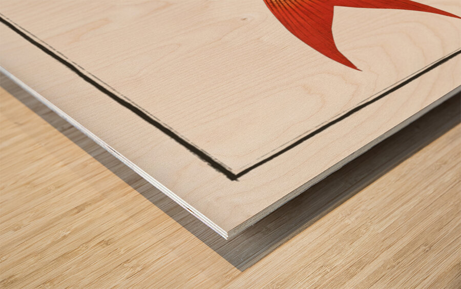 Red-tailed Gilt-head Sparus Erythrourus Wood print