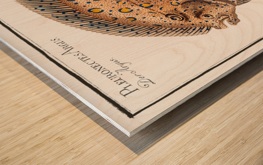 Argus-Flounder Pleuronectes Argus Wood print