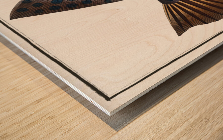 Long File-Fish Balistes maculatus Wood print